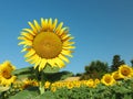 Sunflowers growing in field under blue sky Royalty Free Stock Photo