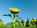Sunflowers growing in field under blue sky Royalty Free Stock Photo