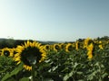 Sunflowers growing in field under blue sky Royalty Free Stock Photo