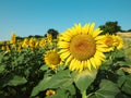 Sunflowers growing in field under blue sky Royalty Free Stock Photo