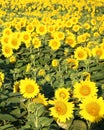 Sunflowers growing in a field-vertical iamge Royalty Free Stock Photo