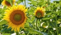 Sunflowers growing in a garden against a blurred nature background in summer. Yellow flowering plants beginning to bloom Royalty Free Stock Photo