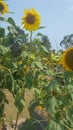 Sunflowers - Growing in parkland in tropical North Queensland, Australia