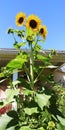 Sunflowers growing taller Royalty Free Stock Photo