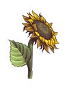Sunflowers. Hand drawn wildflower sun shaped side view, yellow sunny blossom with black seeds and petals, botanical Royalty Free Stock Photo