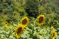 Sunflowers have big, daisy-like flower faces of bright yellow petals and brown centers that ripen into heavy heads filled with se