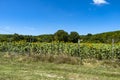 Sunflowers have big, daisy-like flower faces of bright yellow petals and brown centers that ripen into heavy heads filled with se