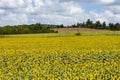 Sunflowers have big, daisy-like flower faces of bright yellow petals and brown centers that ripen into heavy heads filled with se