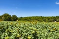 Sunflowers have big, daisy-like flower faces of bright yellow petals and brown centers that ripen into heavy heads filled with se