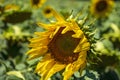 Sunflowers have big, daisy-like flower faces of bright yellow petals and brown centers that ripen into heavy heads filled with se