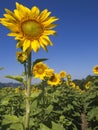 Sunflowers (Helianthus annuus) Royalty Free Stock Photo