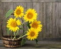 Sunflowers, Helianthus annuus