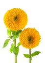 Sunflowers, helianthus annuus Royalty Free Stock Photo