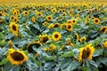 Sunflowers (Helianthus annuus) Royalty Free Stock Photo