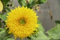 Sunflowers or Helianthus annuus in garden
