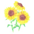 Sunflowers or Helianthus flowers a symbol of adoration and loyalty watercolor painting Royalty Free Stock Photo