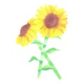 Sunflowers or Helianthus flowers a symbol of adoration and loyalty watercolor painting Royalty Free Stock Photo