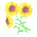 Sunflowers or Helianthus flowers watercolor floral bunch Royalty Free Stock Photo