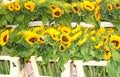 Sunflowers Helianthus market stall, Jordaan, Amsterdam, Holland