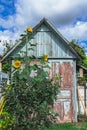 Sunflowers higher than building