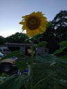 Sunflowers I grew
