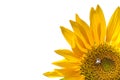 Sunflowers Royalty Free Stock Photo