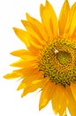 Sunflowers Royalty Free Stock Photo