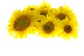 Sunflowers isolated