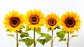 Sunflowers isolated on white background