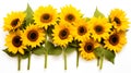 Sunflowers isolated on white background