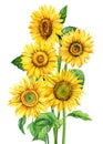 Sunflowers on isolated white background, autumn flower, watercolor illustration, hand drawing bouquet of yellow flowers Royalty Free Stock Photo