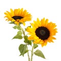 Sunflowers isolated on white background. Seasonal nature background.