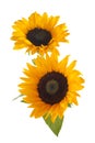 Sunflowers isolated on white background. Seasonal nature background.