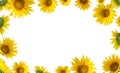 Sunflowers isolated on white background. Summertime Floral border