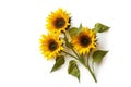 Sunflowers, isolated on white background