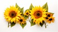 Sunflowers isolated on white background