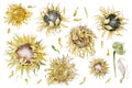 Sunflowers isolated on white background, watercolor botanical illustration, hand drawing, set flowers Royalty Free Stock Photo