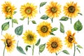 Sunflowers isolated on white background, watercolor botanical illustration, hand drawing, set flowers and leaves Royalty Free Stock Photo