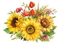 Sunflowers on an isolated white background, watercolor painting. Autumn bouquet of yellow flowers Royalty Free Stock Photo