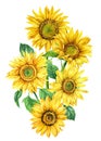 Sunflowers on an isolated white background, watercolor painting, hand drawing bouquet of yellow flowers Royalty Free Stock Photo