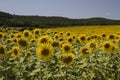 Sunflowers in italy Royalty Free Stock Photo