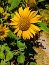 Sunflower in field. Closeup of yellow sun flower. Farming concept. Background, nature, summer, seed, circle, petals.Sunflowers, Royalty Free Stock Photo