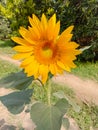 Sunflower in field. Closeup of yellow sun flower. Farming concept. Background, nature, summer, seed, circle, petals.Sunflowers, Royalty Free Stock Photo