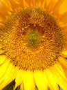 Sunflower in field. Closeup of yellow sun flower. Farming concept. Background, nature, summer, seed, circle, petals.Sunflowers, Royalty Free Stock Photo