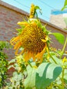 Sunflower in field. Closeup of yellow sun flower. Farming concept. Background, nature, summer, seed, circle, petals.Sunflowers, Royalty Free Stock Photo