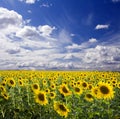 Sunflowers landscape Royalty Free Stock Photo