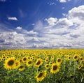 Sunflowers landscape Royalty Free Stock Photo