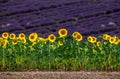 Sunflowers on a lavender field background. A beautiful combination of colors.