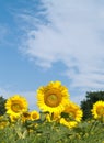 Sunflowers with low view point Royalty Free Stock Photo