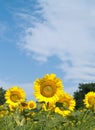 Sunflowers with low view point